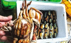 Cua biển Kiên Giang, sầu riêng Đắk Lắk lại rớt giá