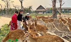 Vườn thú Mỹ Quỳnh - điểm đến hấp dẫn dịp Tết 2022