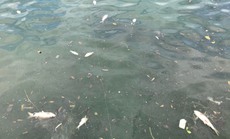 Bất thường cá chết nổi trắng trên mặt hồ Tây