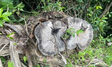 Khởi tố vụ “khai thác nhầm” hơn 2,7 ha rừng ở Bình Định