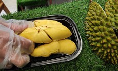 Choáng với giá sầu riêng Musang King trồng tại Việt Nam