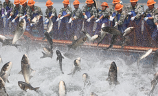 Mỹ lập "liên minh khẩn cấp" chống đánh bắt cá trái phép