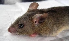Virus lây từ chuột, gây sốt xuất huyết lạ và điếc 1/4 bệnh nhân đang lan đáng ngại