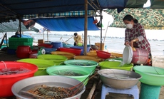 "Cân điêu” hải sản ở Mũi Né, địa phương đề nghị tháo dỡ lều quán