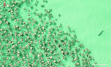 Khoảnh khắc ngoạn mục cá mập đuổi theo hàng trăm con cá đuối gai độc