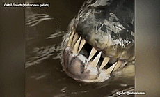 Điểm mặt 6 "thủy quái" đáng sợ nhất sông Mê Kông và thế giới