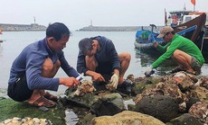 Nỗ lực bảo tồn hàu răng cưa khổng lồ