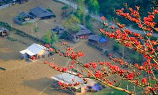 Mê mẩn ngắm hoa gạo rực đỏ núi rừng Hà Giang