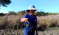CLIP: Xem nông dân Cà Mau bắt loại đặc sản "phá hoại" vuông tôm