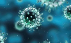 CDC: Cảnh báo virus H5N1 nhánh 2.3.4.4b lại lây thêm loài mới