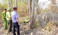 1 con voi nhà chết ở khu du lịch