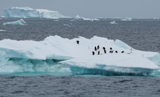 Mối đe dọa từ băng Nam Cực tan chảy nhanh
