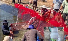 Nghi vợ ngoại tình, người đàn ông làm chết hơn 11 tấn tôm