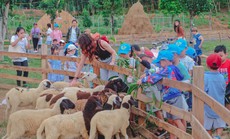 Thích thú trải nghiệm du lịch nông trại