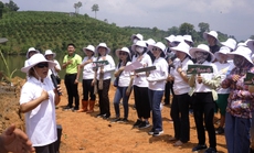 "Cộng đồng bầu trời bên trong" trồng 7.000 cây thông tại tỉnh Gia Lai