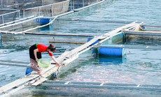 Đổi đời nhờ nuôi cá trên lòng hồ thủy điện