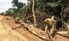 Mảng rừng lớn bị phá để làm đường khi chưa được cơ quan chức năng cấp phép