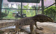 Kỳ đà quý hiếm lạc vào khu du lịch ở Khánh Hòa
