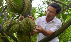 Cảnh báo nạn trộm cắp, bảo kê tại thủ phủ sầu riêng của Lâm Đồng