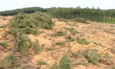 Nguyên Bí thư Đảng ủy xã bị kỷ luật vì khai thác rừng trái phép
