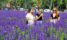 Cánh đồng hoa nữ hoàng xanh đẹp lung linh, phục vụ miễn phí giữa lòng Đà Lạt