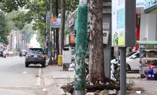 TP HCM: Vì sao quận 5 "mặc áo" cho cột điện?