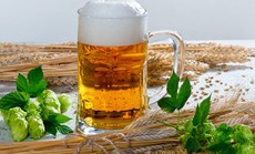 Nguyên liệu làm bia chứa "thần dược" trị mỡ bụng, huyết áp cao