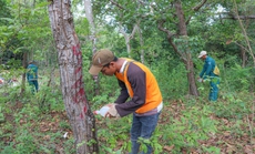 Ninh Thuận: Khẩn trương điều tra, xử lý vụ đầu độc cây rừng