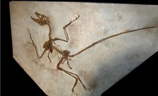 Trung Quốc: Phát hiện sốc từ tàn tích khủng long Khổng Tử