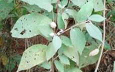Thực hư về cây "thần dược" an xoa, bài thuốc trị ung thư gan