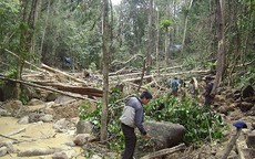 Xới tung rừng tìm vận may