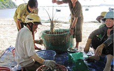 Thích ứng với rào cản