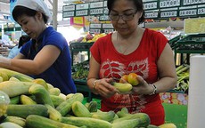 Dưa leo đẹp mặt, mát lòng