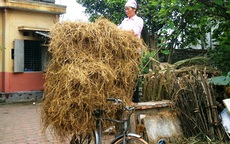 Giàu nhờ rơm, mất vân tay vì trúc