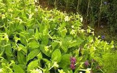Có thể chữa ung thư bằng hoa thuốc lá