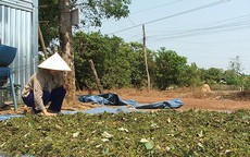 Xuất khẩu hồ tiêu tăng mạnh