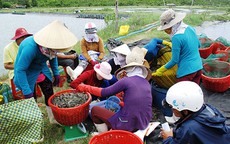 Đau đầu với hàng dỏm và thương lái Trung Quốc