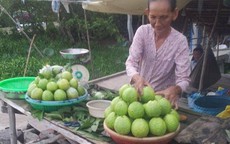 Sóc Trăng: “Giải cứu” ổi Kế Sách