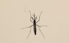 Thêm nhiều chứng bệnh nguy hiểm liên quan đến virus Zika