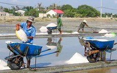 Thu mua muối tồn kho của diêm dân