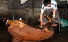 Hành xử tệ với gia súc!