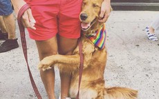 Cô chó thích ôm du khách ở New York