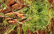 Nông dân Đà Lạt nhổ cà rốt cho... bò ăn