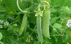 Ăn đậu no hơn ăn thịt