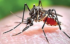 Cách phát hiện sớm sốt xuất huyết