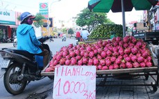 Thanh long bán lề đường Sài Gòn có giá 200 đồng/kg tại vườn