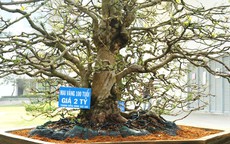 Cây tiền tỉ ra chợ
