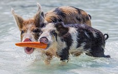 Lợn bơi giỏi kiếm ăn ở quần đảo Bahamas