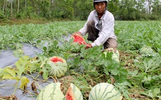 Trung Quốc ngừng mua, nông sản Việt "vỡ trận" mất giá