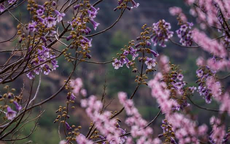 Dzong, Tiger Nest, hoa đào, lễ hội và... hạnh phúc
